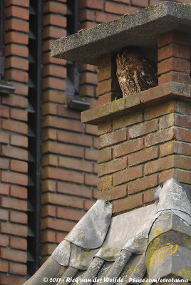 Tawny OwlStrix aluco aluco