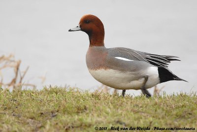 Eurasian WigeonMareca penelope