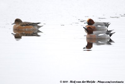 Eurasian WigeonMareca penelope