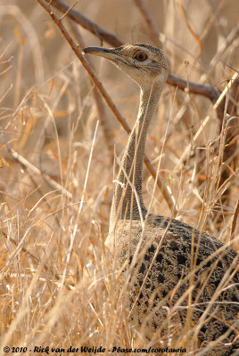 Black-Bellied BustardLissotis melanogaster melanogaster