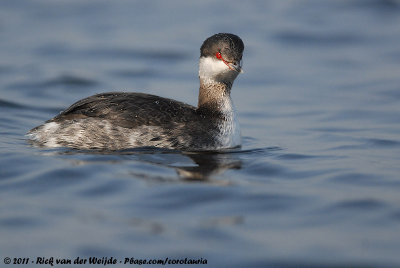 Horned Grebe  (Kuifduiker)