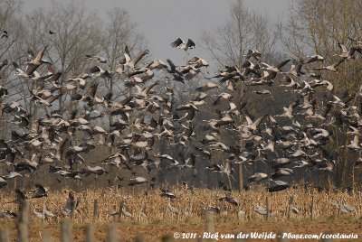 Common CraneGrus grus