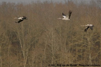 Common Crane<br><i>Grus grus</i>