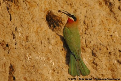 White-Fronted Bee-Eater  (Witkapbijeneter)