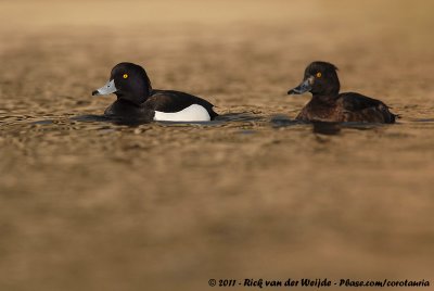 Tufted DuckAythya fuligula