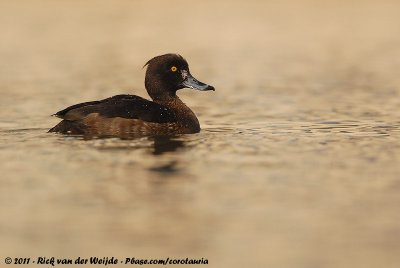 Tufted DuckAythya fuligula