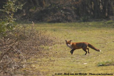 Red FoxVulpes vulpes vulpes