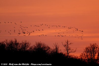 Common CraneGrus grus