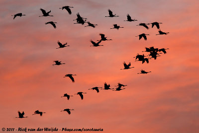 Common CraneGrus grus