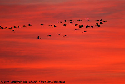 Common CraneGrus grus