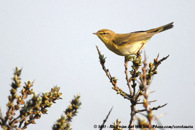 Willow WarblerPhylloscopus trochilus trochilus