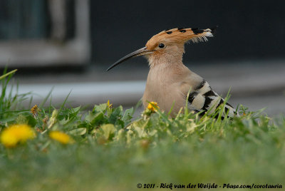 Eurasian HoopoeUpupa epops epops