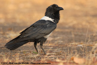 Pied Crow  (Schildraaf)