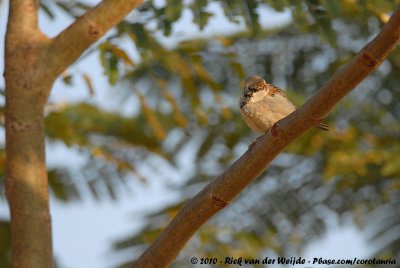 House SparrowPasser domesticus indicus