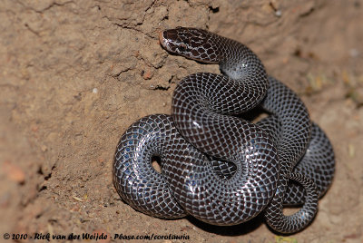 Cape Wolf SnakeLycophidion capense