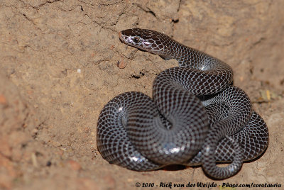 Cape Wolf SnakeLycophidion capense