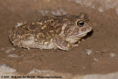African Common Toad  (Witkeelpad)