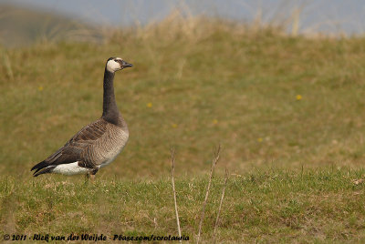 Hybride Greylag x Greater Canada GooseAnser anser x Branta canadensis