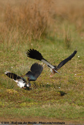 Northern LapwingVanellus vanellus vanellus