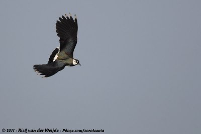 Northern LapwingVanellus vanellus vanellus