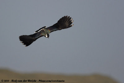 Northern LapwingVanellus vanellus vanellus