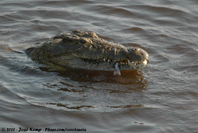 Nile CrocodileCrocodylus niloticus
