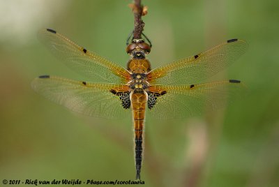 Four-Spotted ChaserLibellula quadrimaculata