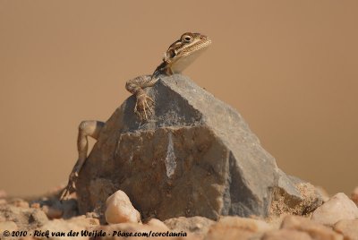 Tanzania Rock AgamaAgama lionotus dodomae