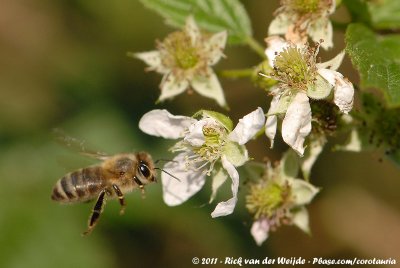 Western Honey BeeApis mellifera mellifera x ligustica