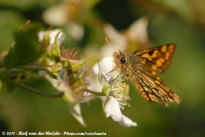 Chequered SkipperCarterocephalus palaemon