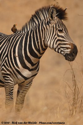 Yellow-Billed Oxpecker  (Geelsnavelossenpikker)