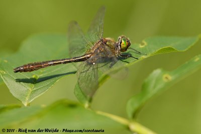 Downy EmeraldCordulia aenea aenea