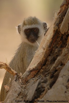 Black-Faced Vervet MonkeyChlorocebus pygerythrus hilgerti