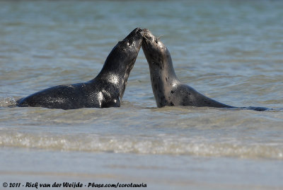 Grey SealHalichoerus grypus grypus