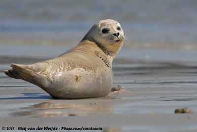 Harbour SealPhoca vitulina vitulina