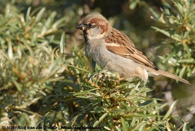 House Sparrow<br><i>Passer domesticus domesticus</i>