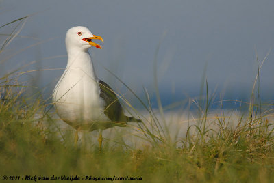 Lesser Black-Backed GullLarus fuscus intermedius