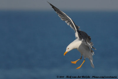 Lesser Black-Backed GullLarus fuscus intermedius