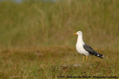 Lesser Black-Backed GullLarus fuscus intermedius