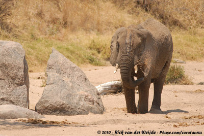 African ElephantLoxodonta africana