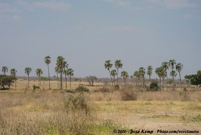 Typical palm sceneries