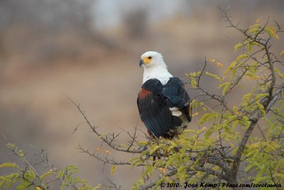 African Fish Eagle  (African Fish Eagle)