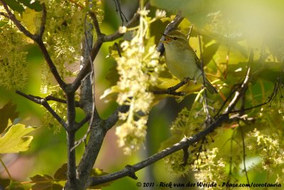 Greenish WarblerPhylloscopus trochiloides viridanus