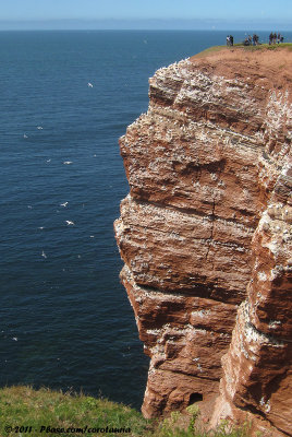 Birdwatchers at the Bird Cliff