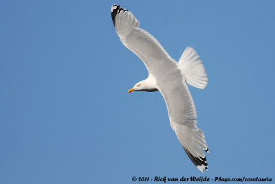 European Herring GullLarus argentatus argenteus