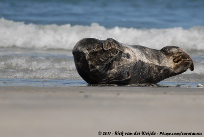 Grey SealHalichoerus grypus grypus