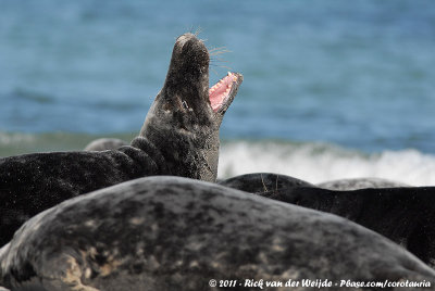 Grey SealHalichoerus grypus grypus