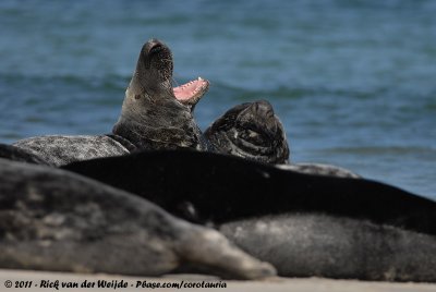 Grey SealHalichoerus grypus grypus