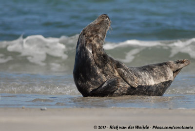 Grey SealHalichoerus grypus grypus