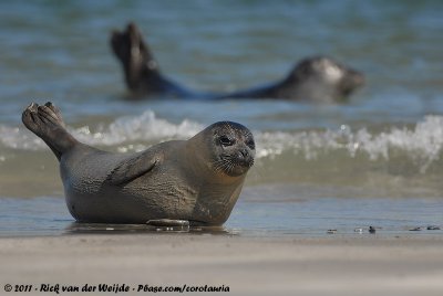 Harbour SealPhoca vitulina vitulina